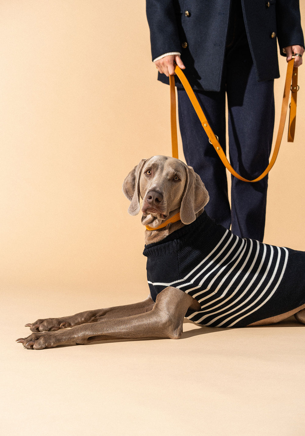 Dog jumper Toutoupull (NAVY/ECUME)