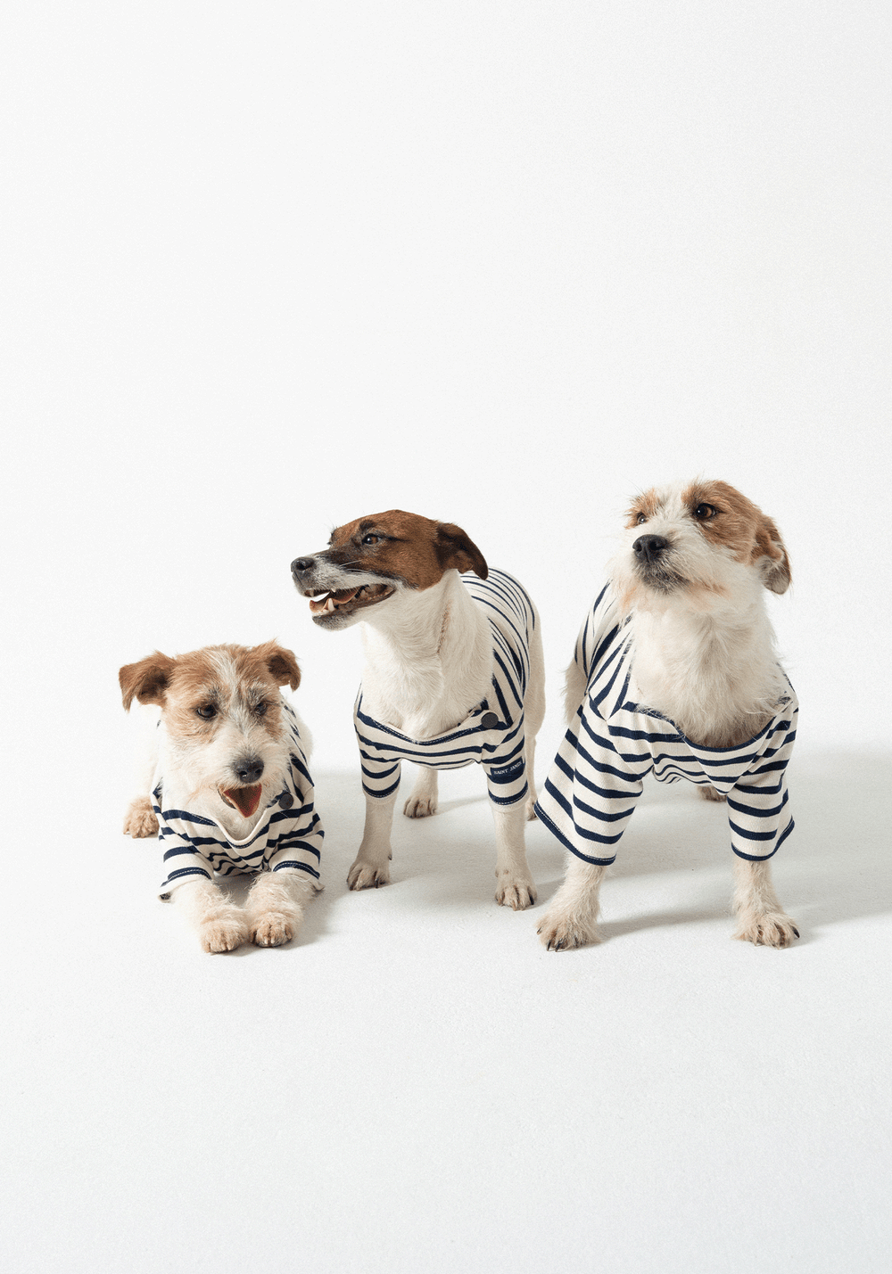 Dog Breton shirt Toutounière (ECRU/MARINE)
