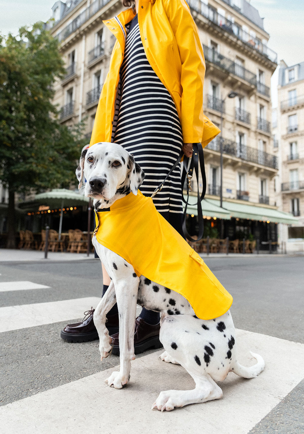 Dog raincoat Toutouciré (JAUNE)