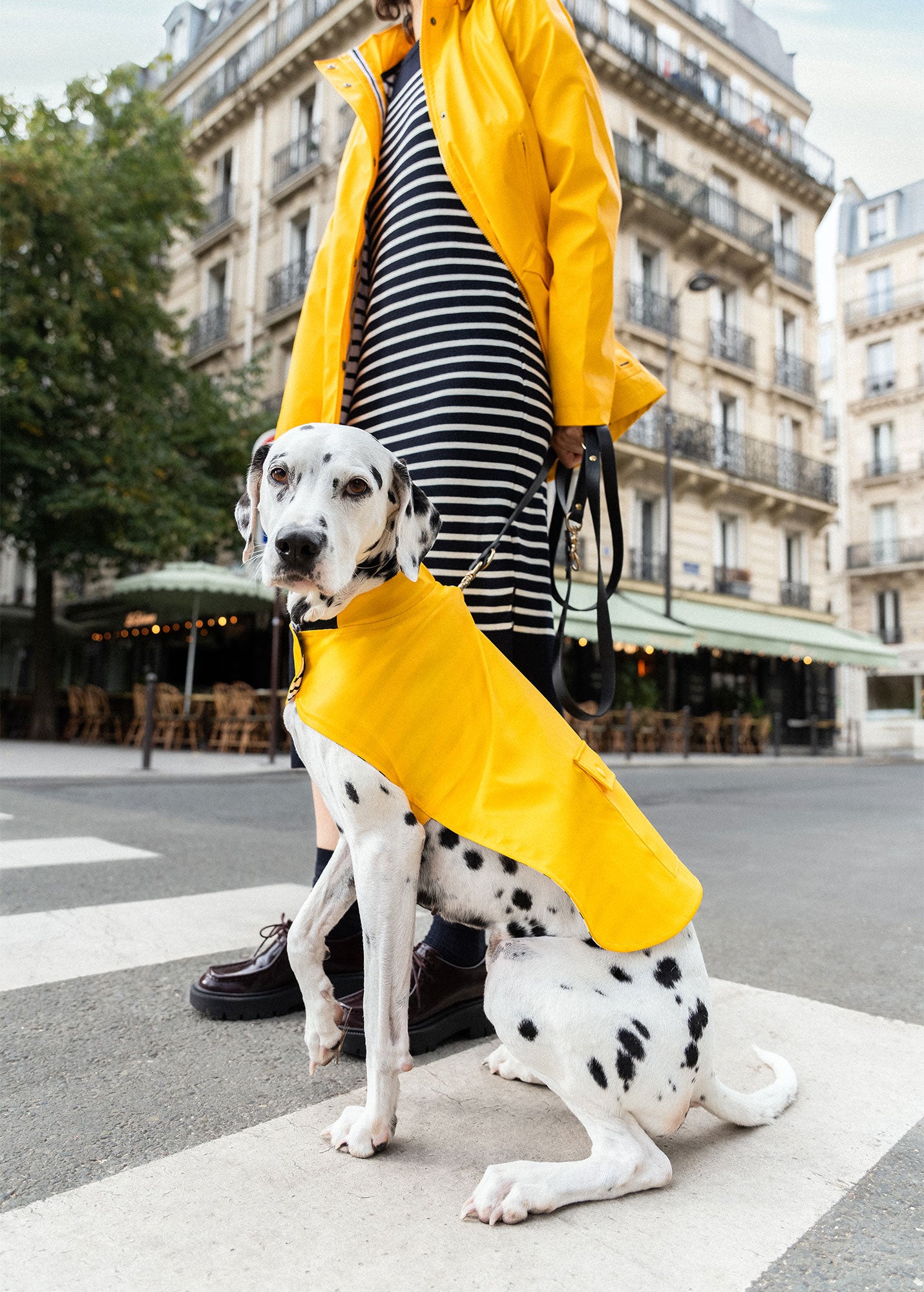 The Toutouciré SAINT JAMES raincoat for dogs | SAINT JAMES